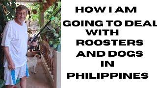 How To Deal These Nuisance Roosters and Dogs In Philippines Will It Be War?#philippines #retirement