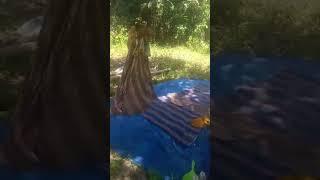 camping di hutan guys sambil nyari kayu bakar #healing #hutan #shortvideo
