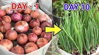 Never buy onions again  growing onions in a new way and unexpected results growing onions at home