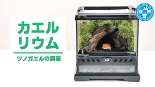 Frog terrarium - horned frogs cave