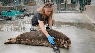 Marine Mammal Care Centers Behind The Scenes Film