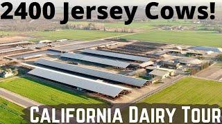 2400 Jerseys on This Beautiful California Dairy Farm