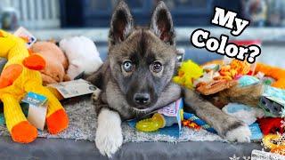 Everything I bought For My New Puppy  Husky Puppy Haul Essentials