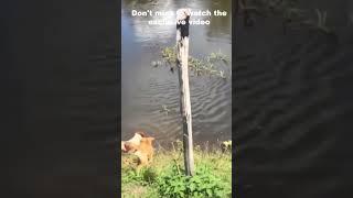Crocodile attacks a Dog at Brazil