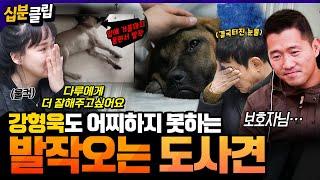 #십분클립 트라우마로 인해 발작하는 도사견 이경규가 눈물까지 터진 다루의 안타까운 이야기ㅣ KBS방송