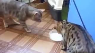 APa yang Di lakukan Kedua kucing Ini Bikin Ngakak