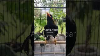 Burung Beo Pintar Bicara