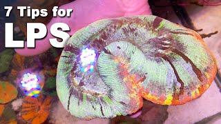 7 TIPS for keeping LPS CORALS + Nice REEF TANK