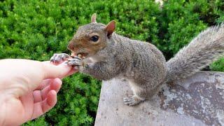 The best way to bond with squirrels