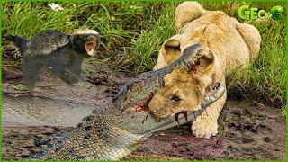 50 Best Battles Of The Animal World Harsh Life of Wild Animals  Crocodile Vs Lions Honey Badgers