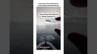 Antarktika’da ki GİZLİ CANLILAR #deniz #yaratık #gizlibilgi #short #youtubeviral #antartika