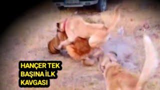 1 YAŞINDAKİ KANGALIM ZİNCİRİ KIRIP KENDİNDEN BÜYÜK KÖPEĞİ YERE VURDU. 29 Ağustos 2023