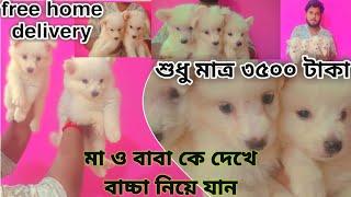 শুধু মাত্র ৩৪৯৯ টাকা তে কুকুর ছানা home breed puppy sell lowest price dog market in kolkata