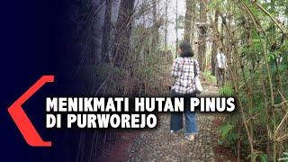 Di Wisata Alam Hutan Pinus Purworejo Ketenangan dan Udara Segar Menanti