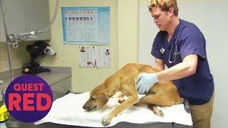 Houston SPCA Find & Care For Paralysed Dog  Animal Cops Houston