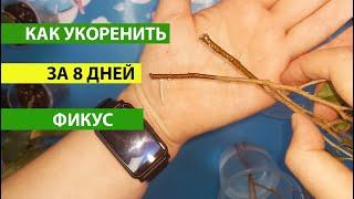 Как укоренить фикус за 8 дней тестирую 5 средств 100% результат