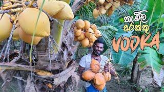 King coconut vodkavine at home village style - Thambili arakku sri lanka  Kasippu