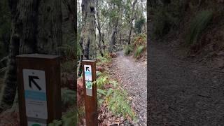 Eucalyptus Bush Walk on a Rainy Day #australia #walk #hiking #rainyday #inspiration #shorts