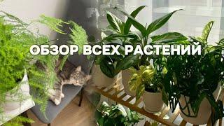 Обзор всех моих растений 1 часть