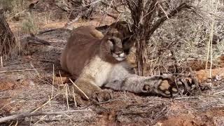 US man accidentally traps a mountain lion then painstakingly sets it free