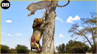 30 Big Cat Mistakes While Fighting In The Trees What Happens Next? Animal Fight