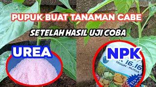 pupuk UREA vs pupuk NPK mana yang terbaik buat tanaman cabe