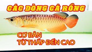 9 dòng CÁ RỒNG phổ biến nhất hiện nay và g.i.á cả từ thấp đến cao #arowana #carong #kinhnghiem