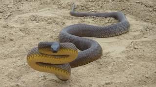 Самая ядовитая змея в мире Тайпан - опасная змея СТРАШНЕЕ кобры. Змея в деле Факты о тайпанах.