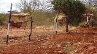 кенийский улей африканский улей улей лежак без рамок