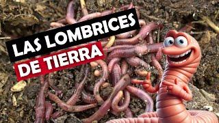 LAS LOMBRICES DE TIERRA