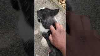 You Have Gained A Follower Cute Cat Video