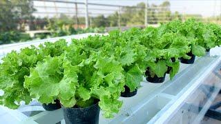 This might be the fastest and easiest way to grow lettuce youve ever seen