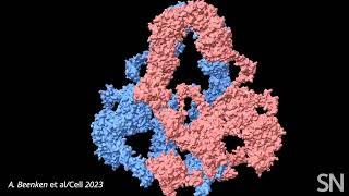 Watch a model of the protein LRP2 open and close  Science News