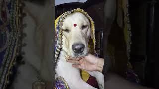 Cute labrador #dog shy on 52 gaj ka daman   renuka pawar song