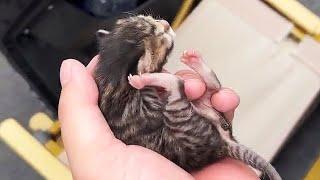 The careless cat mom accidentally ditched a newborn kitten