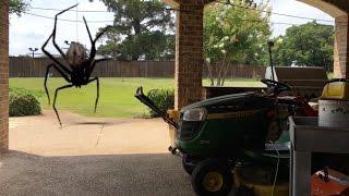 REAL or FAKE? Giant Spider Attacks Cameraman