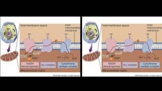 Electron Transport Chain 3D