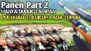 HANYA DUDUK TAMPAN ‼️Puluhan Tekukur Datang Sendiri