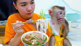 Monkey Pupu tries to eat Pho Traditional Vietnamese dish