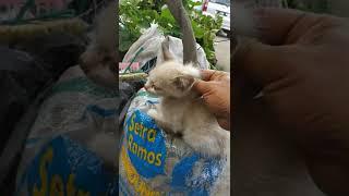 anak kucing siapa ini ada di depan rumah #shorts