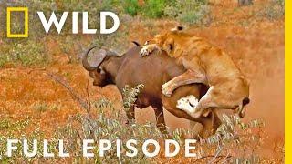 Blood Feud Full Episode  Animal Fight Night