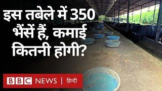 Cattle Farm सूरत के इस फ़ार्म में हैं साढ़े तीन सौ भैंसें लाखों का है मुनाफ़ा  BBC Hindi