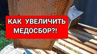 Как увеличить медосбор? Главный медосбор