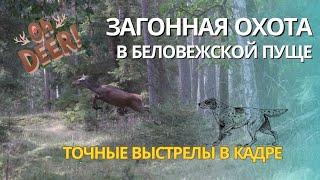 Загонная охота в Беловежской пуще