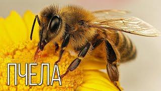 Bee The most useful insect  Interesting facts about bees