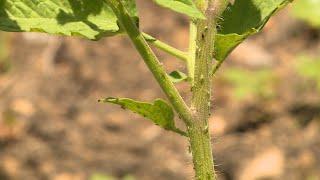 Aphids on Tomatoes – Garden Notes