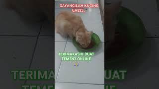 Sayang Kucing.. 🫠🫠🫠 #sayangkucing #kucinglucu