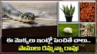 Facts about Snake Repellent Plants  ఈ మొక్కలు ఇంట్లో పెంచితే చాలు.. పాములు రమ్మన్నా రావు