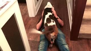 basset hound greets owner