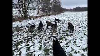 Abruf der Hunde auf Entfernung